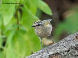 Fiorrancino ( Regulus ignicapilla)