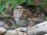 Tordo bottaccio (Turdus philomelos)