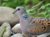 Tortora selvatica (Streptopelia turtur)