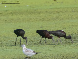 Mignatta (Plegadis falcinellus)