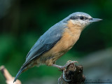 Picchio muratore (Sitta europaea)