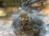 Merlo ( Turdus merula)
