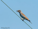 Ghiandaia marina Juv (Coracias garrulus)