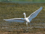 Garzetta (Egretta garzetta)