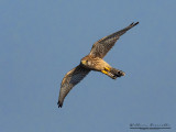 Gheppio (Falco tinnunculus.)