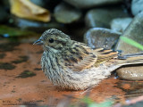 Zigolo nero (Emberiza cirlus)