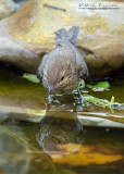 Usignolo juv. (Luscinia megarhynchos)