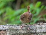 Scricciolo (Troglodytes troglodytes)