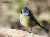 Cinciarella (Cyanistes caeruleus)