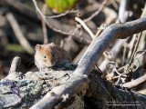 Arvicola rossastra (Clethrionomys glareolus)