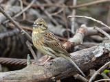 Zigolo nero (Emberiza cirlus)