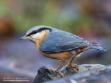 Picchio muratore (Sitta europaea)