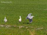 Airone cenerino (Ardea cinerea)