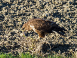 Poina (buteo buteo )