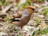 Frosone (Coccothraustes coccothraustes)