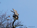 Falco pellegrino (Falco peregrinus)