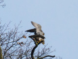 Falco pellegrino (Falco peregrinus)