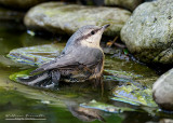 Picchio muratore (Sitta europaea)