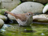 Usignolo  (Luscinia megarhynchos)