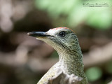 Picchio verde (Picus viridis)