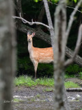 DSC_6513.jpg