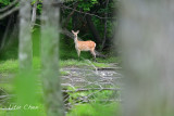 DSC_6515.jpg