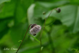 DSC_7271.jpg