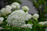 DSC_8513.jpg