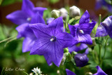 DSC_8517.jpg