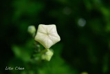 DSC_8520.jpg