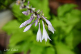 DSC_8530.jpg