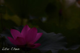 DSC_3540.jpg