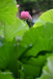 DSC_3564.jpg