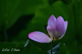 DSC_3586.jpg