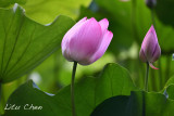 DSC_3589.jpg