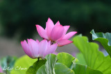 DSC_3596.jpg