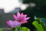 DSC_3605.jpg