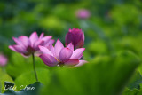 DSC_3647.jpg