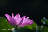 DSC_3780.jpg