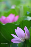 DSC_5185.jpg
