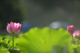 DSC_5219.jpg