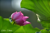 DSC_5223.jpg
