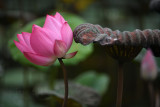 DSC_1425.jpg
