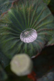 DSC_1442.jpg