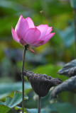 DSC_1488.jpg