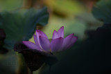 DSC_1608.jpg