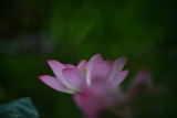 DSC_1658.jpg