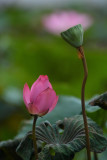 DSC_1670.jpg