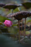 DSC_1695.jpg