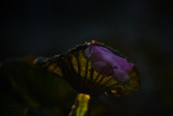 DSC_1712.jpg